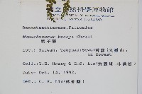 稀子蕨藏品圖，第2張