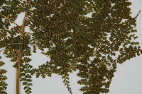 稀子蕨藏品圖，第3張