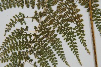 稀子蕨藏品圖，第4張