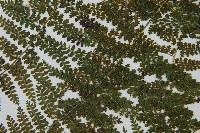 稀子蕨藏品圖，第5張