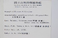 小葉複葉耳蕨藏品圖，第5張