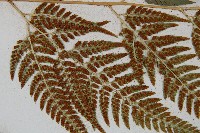 小葉複葉耳蕨藏品圖，第6張