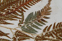 小葉複葉耳蕨藏品圖，第7張