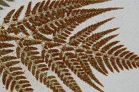 小葉複葉耳蕨藏品圖，第8張