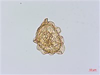 小葉複葉耳蕨藏品圖，第2張