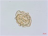 小葉複葉耳蕨藏品圖，第3張