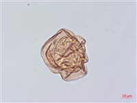 小葉複葉耳蕨藏品圖，第4張