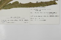 日本鳳丫蕨藏品圖，第2張