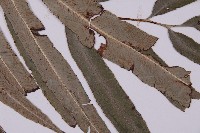 日本鳳丫蕨藏品圖，第3張