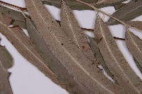 日本鳳丫蕨藏品圖，第4張