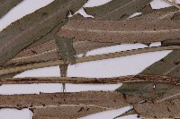 日本鳳丫蕨藏品圖，第5張