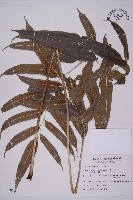 華鳳丫蕨藏品圖，第1張