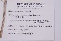 華鳳丫蕨藏品圖，第5張