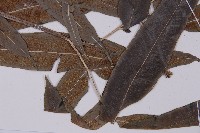 華鳳丫蕨藏品圖，第6張