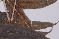 華鳳丫蕨藏品圖，第7張