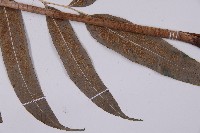 華鳳丫蕨藏品圖，第8張