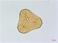 華鳳丫蕨藏品圖，第2張