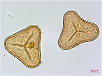 華鳳丫蕨藏品圖，第3張