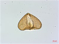 華鳳丫蕨藏品圖，第4張