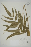 華鳳丫蕨藏品圖，第1張