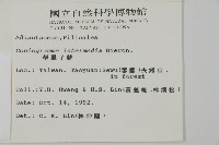 華鳳丫蕨藏品圖，第2張