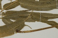 華鳳丫蕨藏品圖，第3張