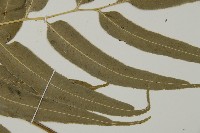 華鳳丫蕨藏品圖，第4張