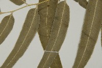 華鳳丫蕨藏品圖，第5張