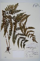 貞蕨藏品圖，第1張