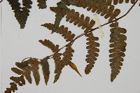 貞蕨藏品圖，第3張