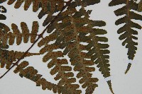 貞蕨藏品圖，第4張