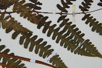 貞蕨藏品圖，第5張