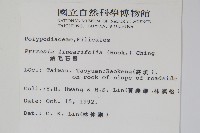 絨毛石葦藏品圖，第2張