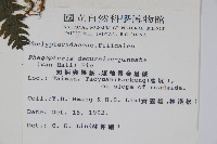 翅軸假金星蕨、短柄卵果蕨藏品圖，第2張