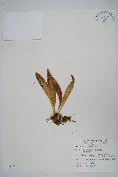 臺灣車前蕨藏品圖，第1張