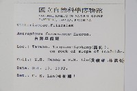 臺灣車前蕨藏品圖，第2張