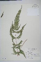 天草鳳尾蕨藏品圖，第1張