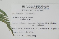 天草鳳尾蕨藏品圖，第2張