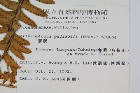 藤蕨藏品圖，第2張