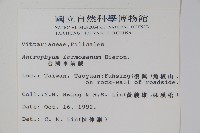 臺灣車前蕨藏品圖，第2張