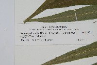 大線蕨藏品圖，第2張