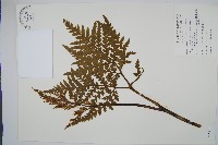 薄葉大陰地蕨藏品圖，第1張