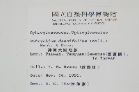 薄葉大陰地蕨藏品圖，第2張