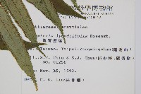 觀音座蓮藏品圖，第2張