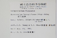 波氏星蕨藏品圖，第2張