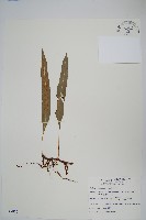 波氏星蕨藏品圖，第1張