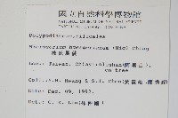 波氏星蕨藏品圖，第2張