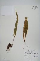 粵瓦葦藏品圖，第1張