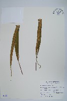 粵瓦葦藏品圖，第1張