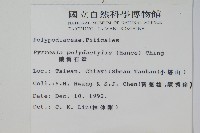 槭葉石葦藏品圖，第2張